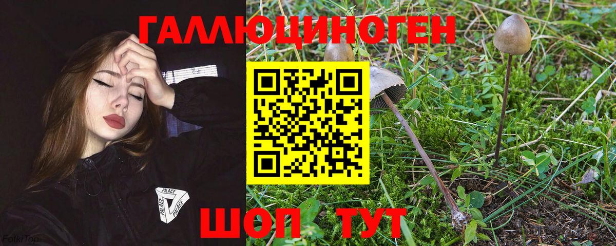 цена   Междуреченск  Галлюциногенные грибы Psilocybe 