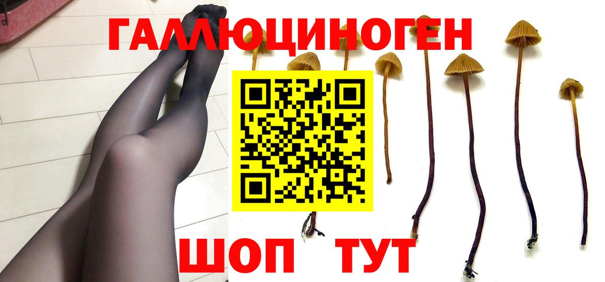 Псилоцибиновые грибы Psilocybe Междуреченск